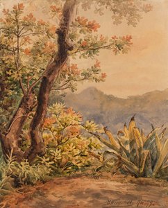 Paesaggio brasiliano con agave da Bernhard Wiegandt